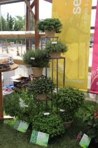 Plug Connection herbs