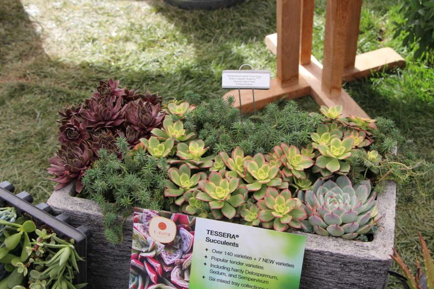 Plug Connection Tessera Succulents