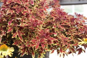 Terra Nova Nurseries Cuckoo Coleus