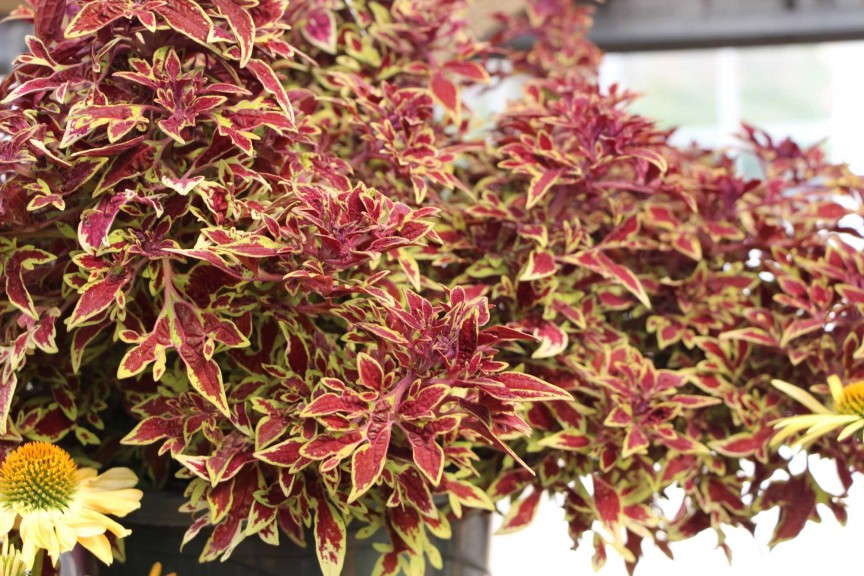 Terra Nova Nurseries Cuckoo Coleus