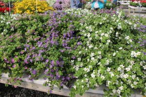 Bacopa Epic Series from Plant Source International