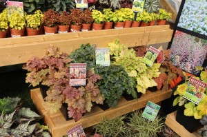 Terra Nova Nurseries Heucherellas