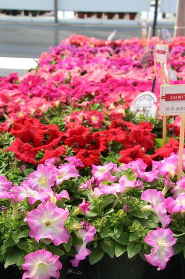 Petunia Limbo Series from Hem Genetics