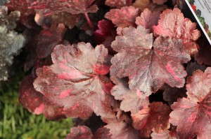 Terra Nova Nurseries 'Heuchera Galaxy'