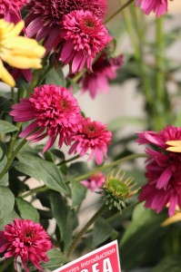 Terra Nova Nurseries Echinacea Secret