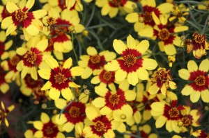 Terra Nova Nurseries 'Firefly' Coreopsis