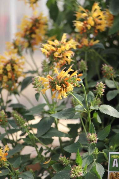 Terra Nova Nurseries Kudos Agastache