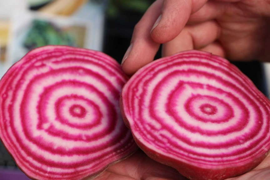 Beetroot Rainbow from Thompson & Morgan