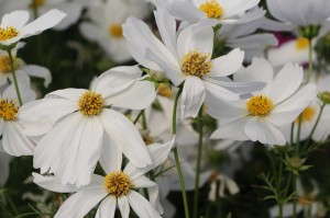 Cosmos bipinnatus 'Cosmix White' from Thompson & Morgan