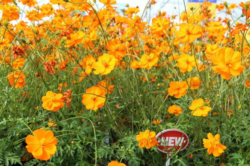 Cosmos sulphureus 'Tango' from Thompson & Morgan