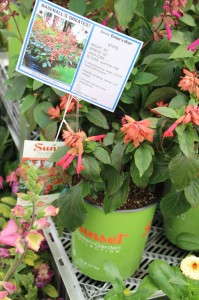 Skagit Gardens Salvia 'Embers Wish'
