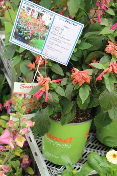 Skagit Gardens Salvia 'Embers Wish'