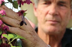 Rhodochiton atrosanguinea 'Bell Vine' from Thompson & Morgan
