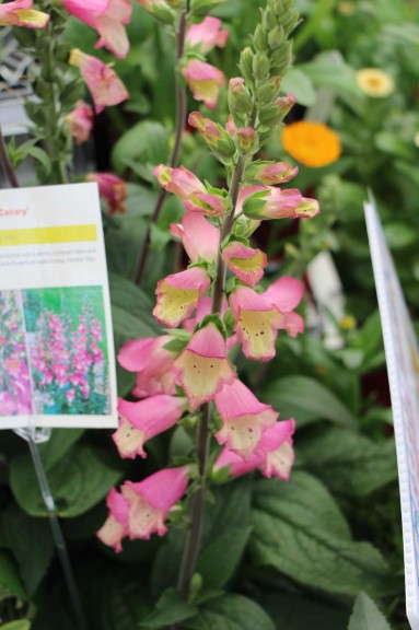 Skagit Gardens Digiplexis 'Berry Canary'