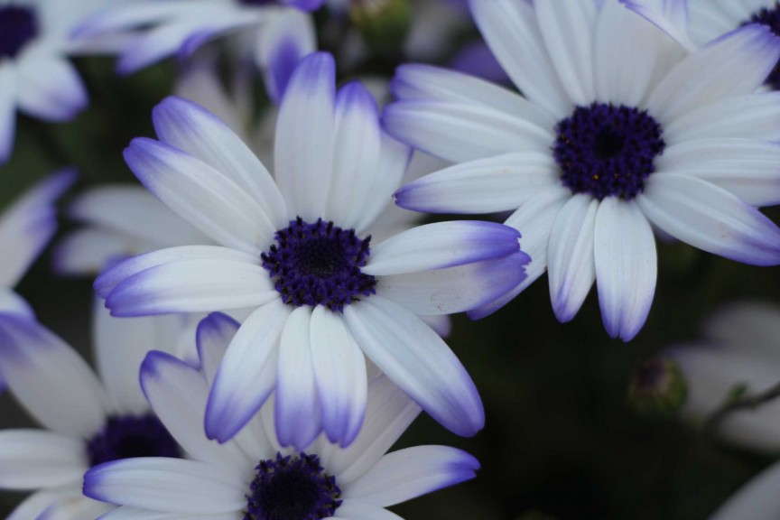 Suntory Flowers Senetti Blue Eye