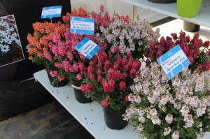Suntory Flowers Sundiascia Upright Diascia