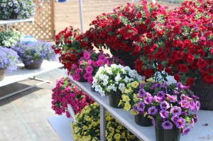 Suntory Flowers Million Bells Calibrachoa