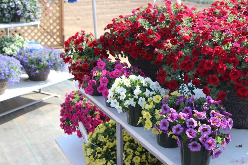 Suntory Flowers Million Bells Calibrachoa
