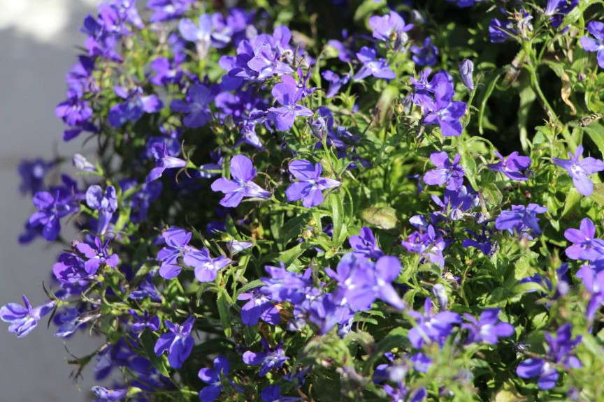 Suntory Flowers Lobelia