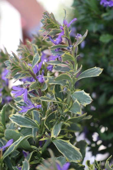 Suntory Flowers 'Surdiva Variegated Blue' Scaevola