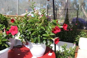 Suntory Flowers 'Sundenia Red' Dipladenia