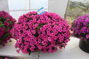 Suntory Flowers Surfinia Sumo Petunia Series