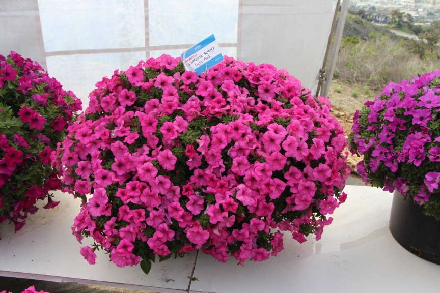 Suntory Flowers Surfinia Sumo Petunia Series