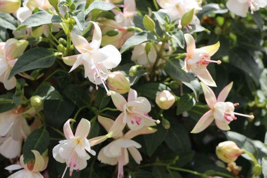 EuroAmerican Propagators California Dreamers 'Coconut Ice'