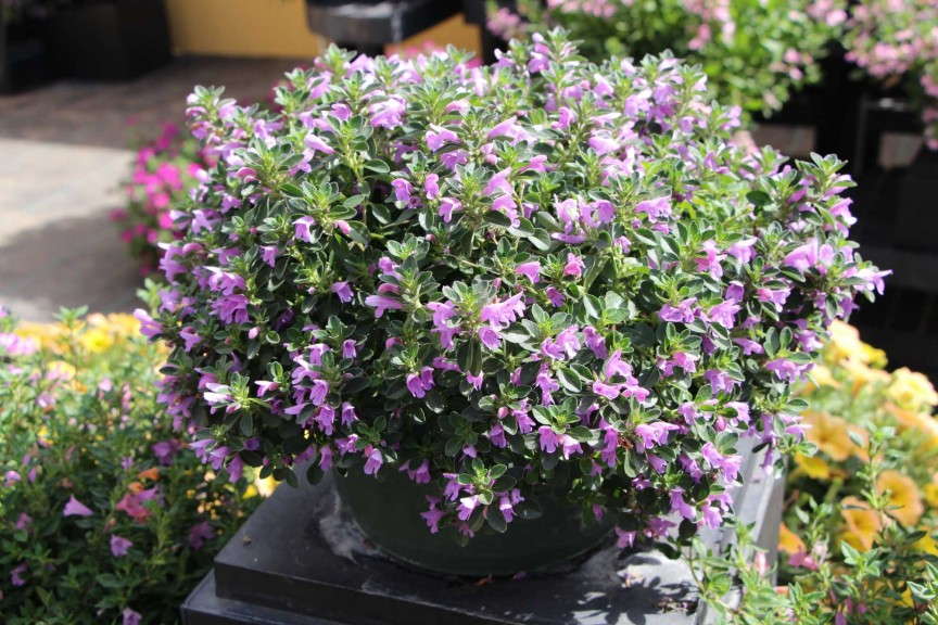 EuroAmerican Propagators Supermint Mojito Series