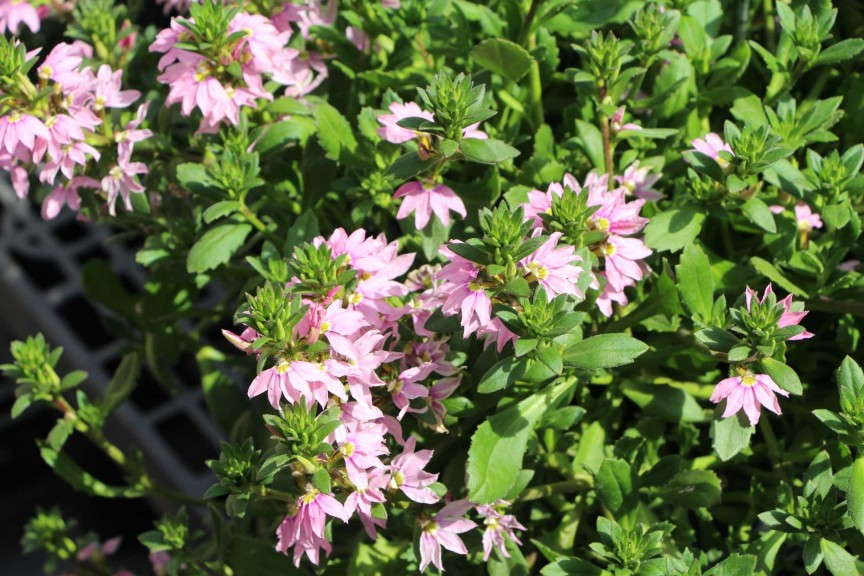 EuroAmerican Propagators 'Glimmer Pink' Scaevola