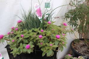 EuroAmerican Propagators 'Pink Zazzle' Gomphrena