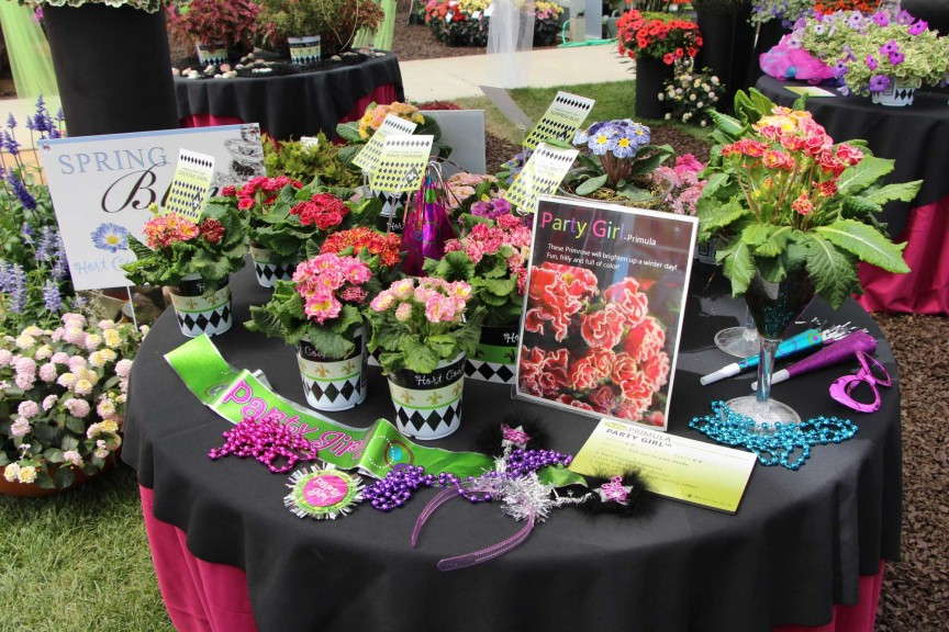 Hort Couture 'Party Girl' Primula