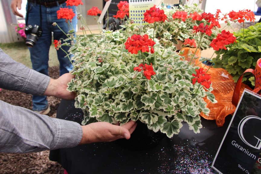 Hort Couture 'Glitterati Ice Queen' geranium