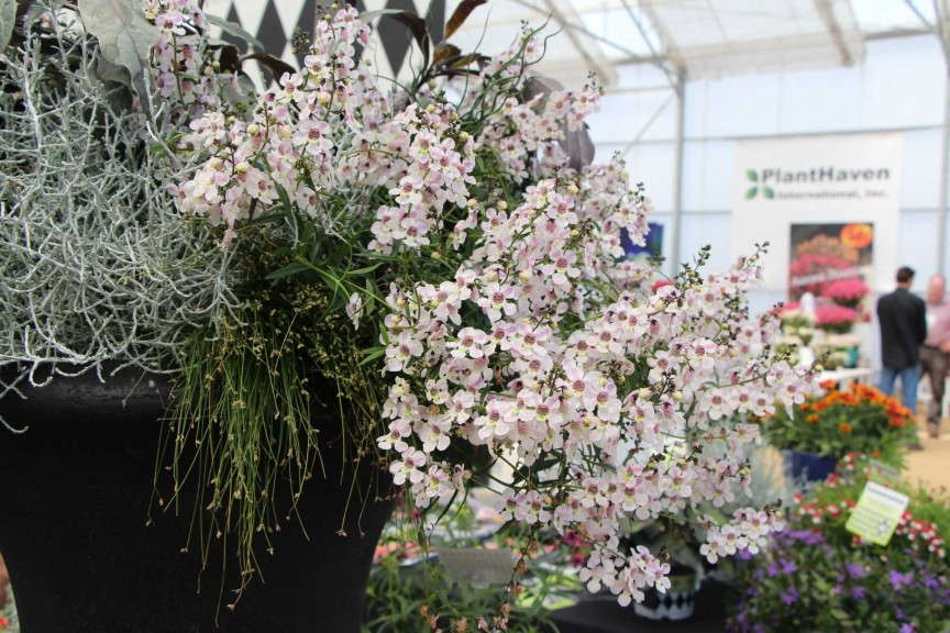 Hort Couture Angelonia 'Pinstripe Pink'