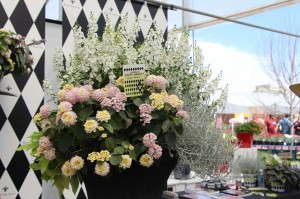 Hort Couture Lantana 'South Beach Purple Skies'