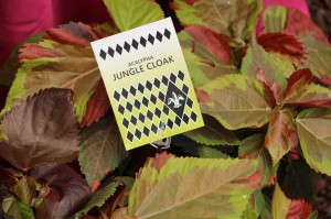 Hort Couture Acalypha 'Jungle Cloak'