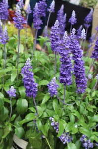 Hort Couture Salvia 'Mannequin Mountain Blue'