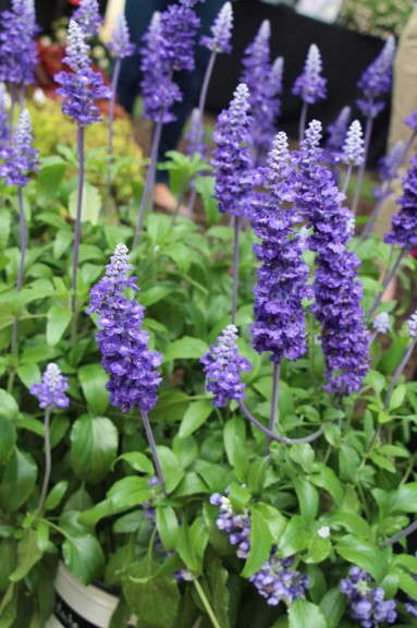 Hort Couture Salvia 'Mannequin Mountain Blue'