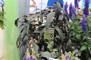 Hort Couture Pseuderanthemum 'Stainless Steel'