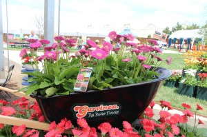 Florist Holland Garvinea