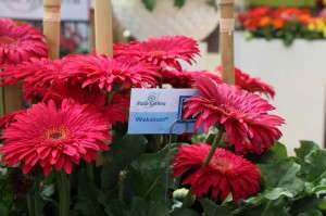 Florist Holland 'Wakatobi' Gerbera