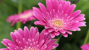 Variety Highlights From Suntory Flowers, EuroAmerican Propagators, Hort Couture, Flamingo Holland, GroLink, Athena Brazil And Plant Haven [Slideshow]