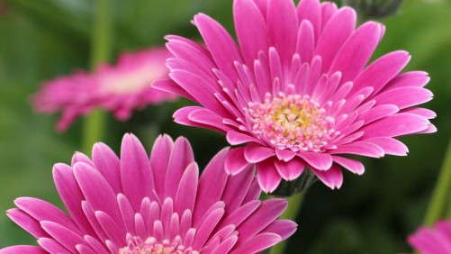 Variety Highlights From Suntory Flowers, EuroAmerican Propagators, Hort Couture, Flamingo Holland, GroLink, Athena Brazil And Plant Haven [Slideshow]