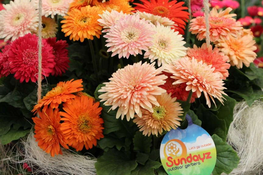 Florist Holland Sundayz Gerbera