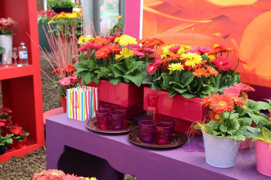 Florist Holland 'Flori Birthday Bash' Gerbera