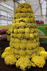 GroLink Jasmoda Family Belgian Mums