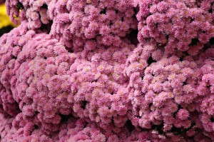 GroLink Jasmoda Family Belgian Mums