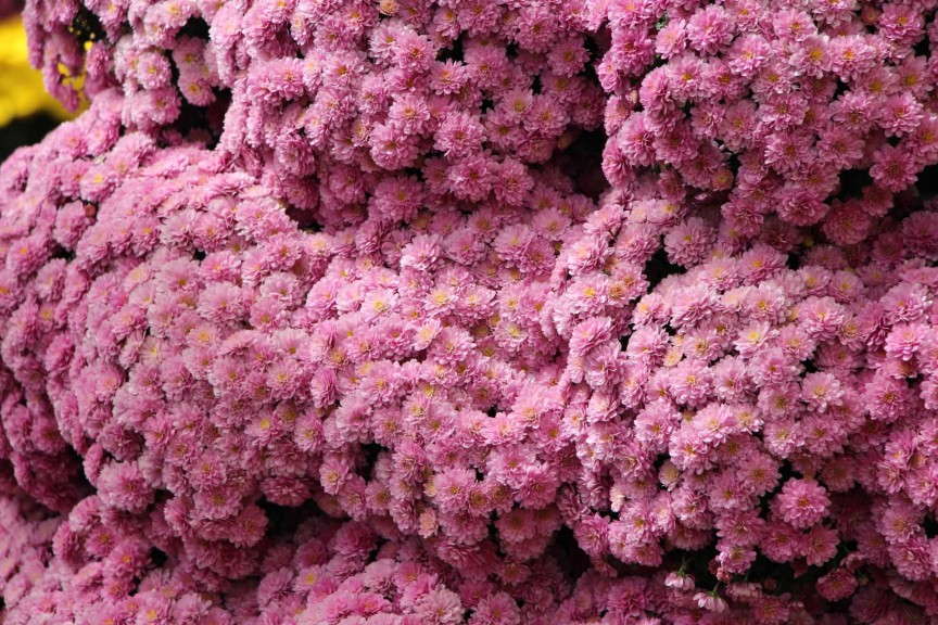 GroLink Jasmoda Family Belgian Mums