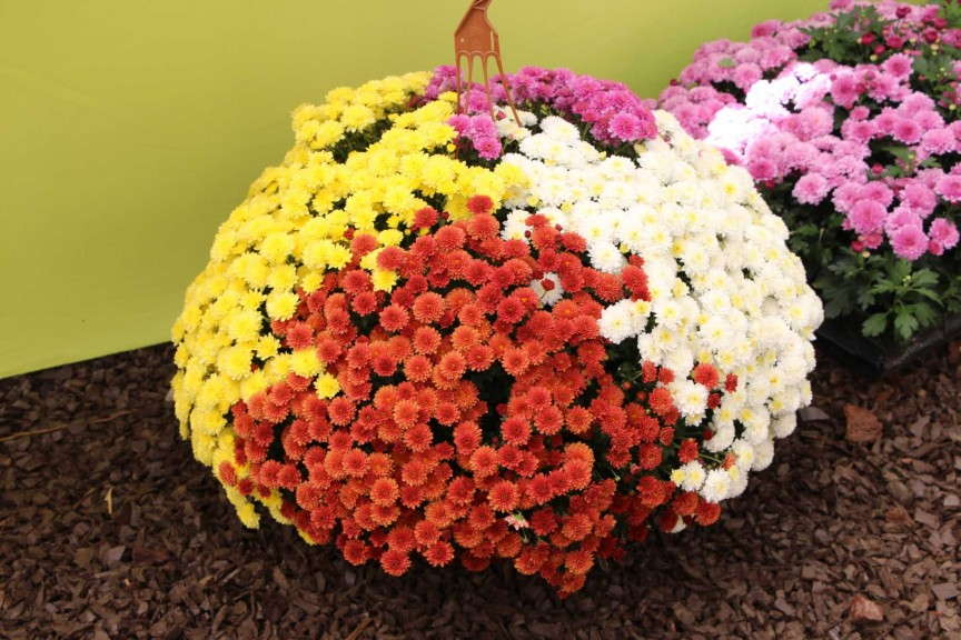 GroLink Jasmoda Family Belgian Mums