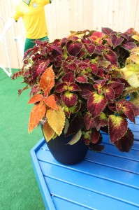 Athena Brazil ColeUSA